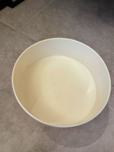 画像1: Kelloggs Cereal Tony the Tiger plastic bowl  /　ケロッグ　シリアル　トニーザタイガー　プラスチック製ボウル　1981年