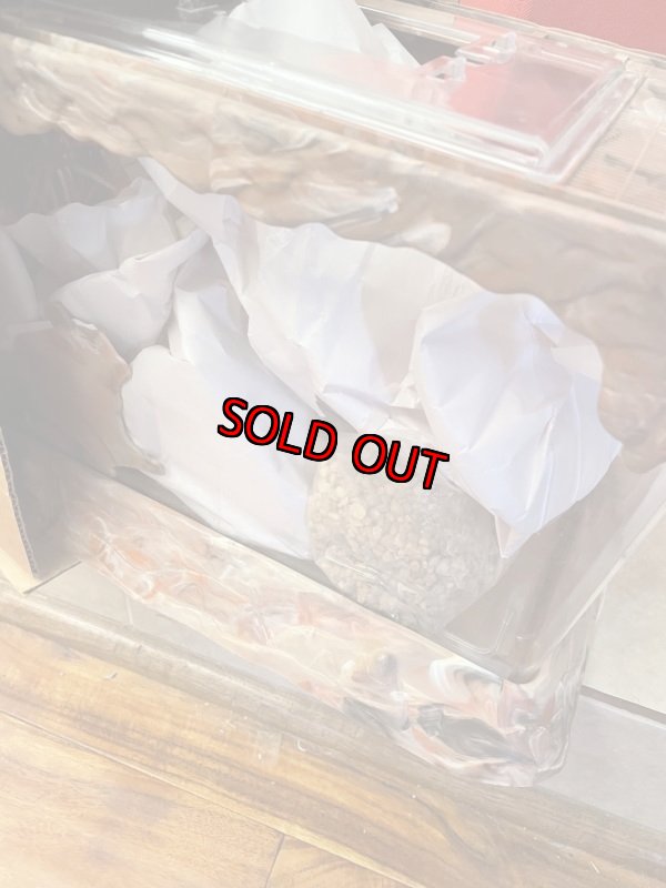 画像14: Hanna Barbera Flintstones Plastic reptile Tank Set with Box 1992 / フリントストーン　箱入り　爬虫類タンク　セット (14)